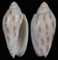 Amoria canaliculata