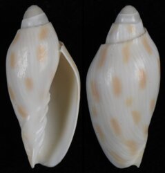 Amoria canaliculata