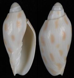 Amoria canaliculata