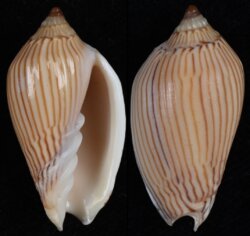 Amoria zebra fma lineatina