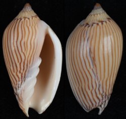 Amoria zebra fma lineatina