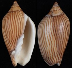 Amoria zebra fma lineatina