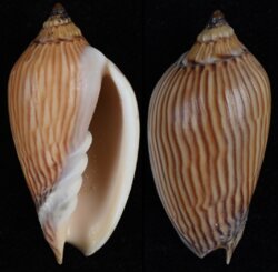 Amoria zebra fma lineatina