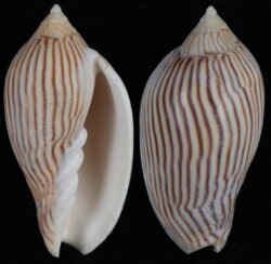 Amoria zebra fma lineatina