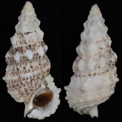 Cerithium echinatum