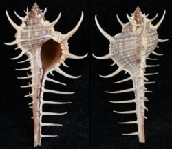 Murex tribulus