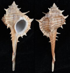 Vokesimurex tricoronis