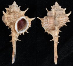 Vokesimurex tricoronis