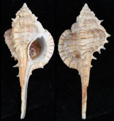 Vokesimurex tricoronis