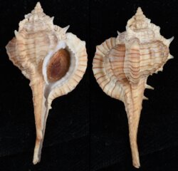 Vokesimurex tricoronis