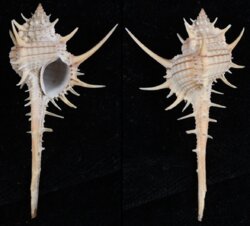 Murex aduncospinosus