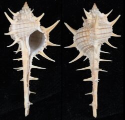Murex aduncospinosus