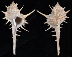 Murex aduncospinosus