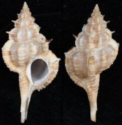 Vokesimurex gallinago fernandesi