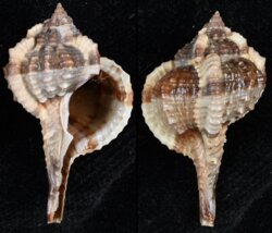 Vokesimurex chrysostoma