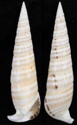 Rhinoclavis fasciata