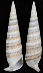 Rhinoclavis fasciata