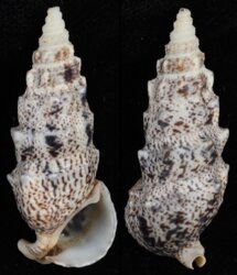 Pseudovertagus aluco