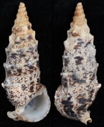 Pseudovertagus aluco