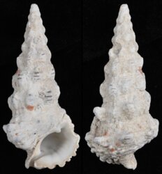 Cerithium nodulosum
