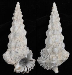 Cerithium nodulosum
