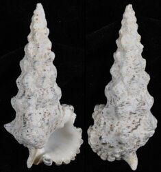 Cerithium nodulosum