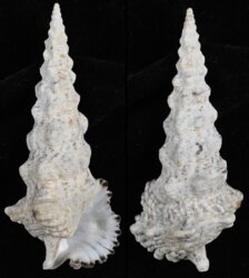 Cerithium nodulosum