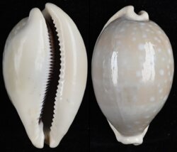Lyncina camelopardalis sharmiensis