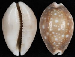 Lyncina vitellus
