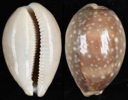 Lyncina vitellus
