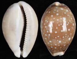Lyncina vitellus