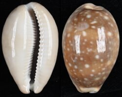 Lyncina vitellus