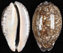 Mauritia grayana