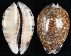 Mauritia grayana