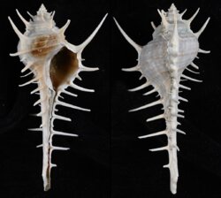 Murex scolopax