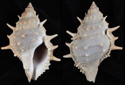 Bufonaria echinata