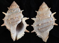 Bufonaria echinata
