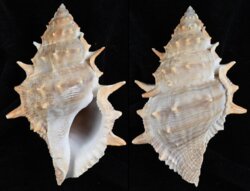 Bufonaria echinata