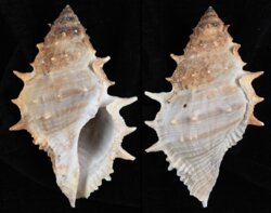 Bufonaria echinata