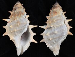 Bufonaria echinata