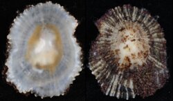 Patella ulyssiponensis