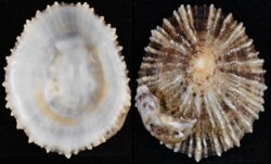 Patella ulyssiponensis