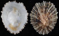Patella ulyssiponensis