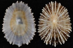 Patella ulyssiponensis