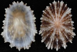 Patella ulyssiponensis