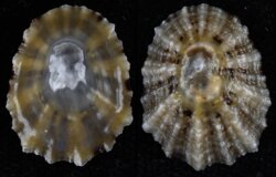 Patella vulgata