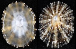 Patella vulgata