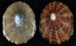 Patella vulgata