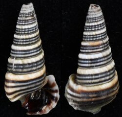 Cerithidea cingulata