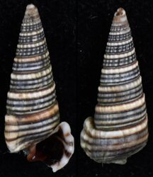 Cerithidea cingulata